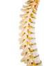 Immagine: Colonna vertebrale